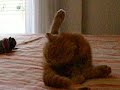 scottish fold lolita: aseandose. scottish fold lolita: aseandose.