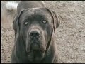 il cane corso di castellanselmo