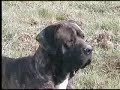 Il Cane Corso \"di Castell\ Il Cane Corso \"di Castell\