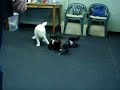 Boston terrier and black lab play Boston terrier and black lab play