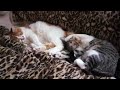 しっぽで優しくいいこいいこされている猫（おはぎ）です。