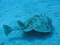 caribbean-torpedo-ray.html
