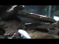 African Cichlid Tank Tour African Cichlid Tank Tour