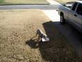 Weimaraner Paper Fetcher.MPG