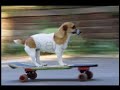 Skateboarding Animals