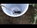 Vinageroon Bites off a Guy's Finger!