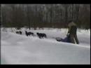 SLEDDOG