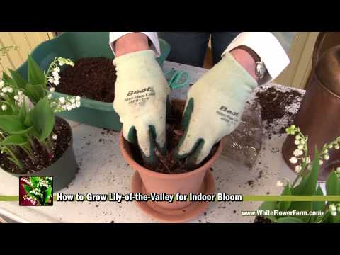 how to replant lily of the valley