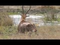Ver Video