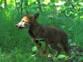 Wild Coyote Pups (new edit)