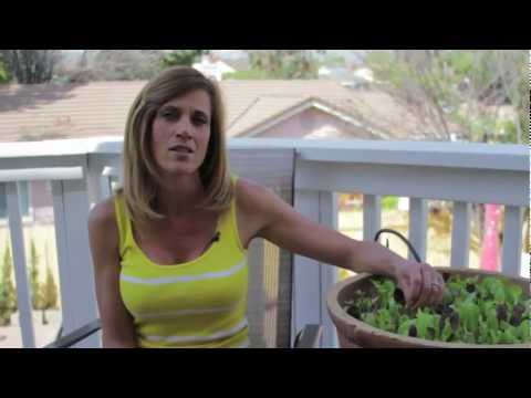 how to grow lettuce from a seed