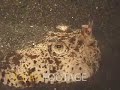 cardinal fish