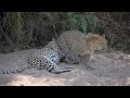 Sabi Sabi Sept10 Leopards mating