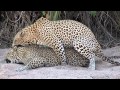 Sabi Sabi Sept10 Leopards mating