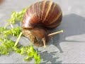 Caramujo achatina fulica