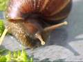 Caramujo Achatina fulica