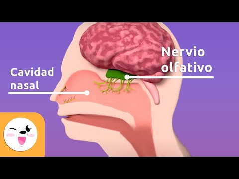 El olfato - Las partes que intervienen en el olfato - Los sentidos para niños