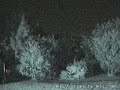 Apparition In The Woods