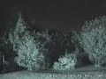 Apparition In The Woods