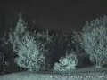 Apparition In The Woods