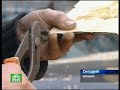 Лимузин из холодильника (Виталий Адаричев)