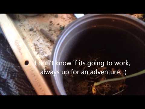 how to transplant zucchini