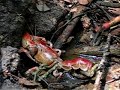Mud lobster lost?