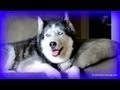 Can Dogs Help with Depression? FAN FRIDAY #101