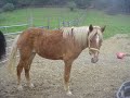 Appalachian Horse Help and Rescue.