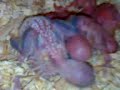 parakeets baby
