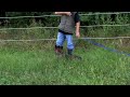 V Jazzmine vom Ausland KKL1 - Training Track