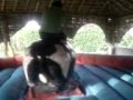 videos de Tried Roadies Task Once