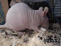 Norrita Comiendo Palomitas Y Semillas