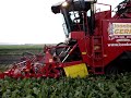 Grimme Maxtron suikerbiet rooien rups Trekkerweb