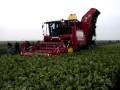 Grimme Maxtron suikerbiet rooien rups Trekkerweb