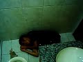 Mel�o Bebado trancado no banheiro
