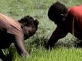 Click to View : Rice farming revival in Western Kenya