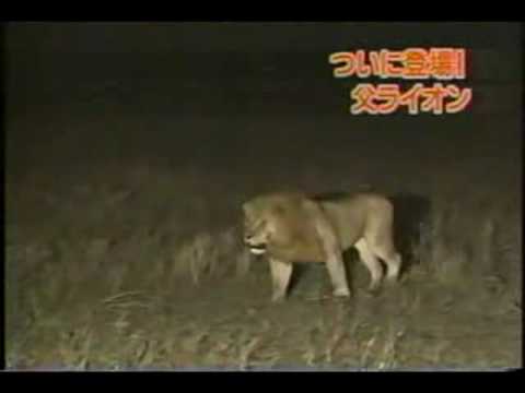 MALE LION TEETH