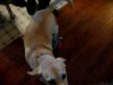Video Hannah the Bird Dog.MOV