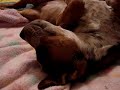Sleepy Pit Bull Puppy