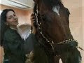 A Tribute to Barbaro