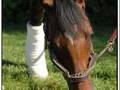 A Tribute to Barbaro