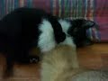 the-most-tolerant-akita-in-the-world.html