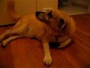 Hambone Wags Tail