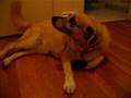videos de Hambone Wags Tail