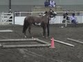 REI Zippos Tiara - Yearling Trail in Hand
