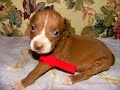 pitbulls are cute! pitbulls are cute!