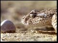 Communication among animals