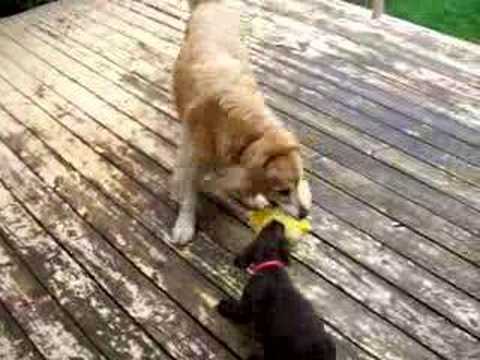 Chocolate Lab puppy and Golden Retriever showdown