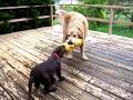 Chocolate Lab puppy and Golden Retriever showdown